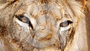 Lion Eye Close Up Pictures