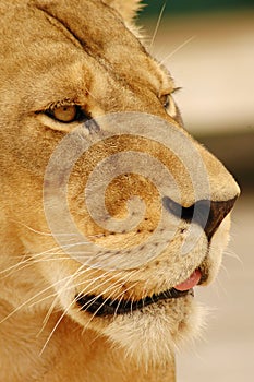 Lion face