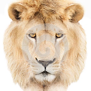 Lion face