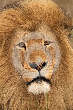 Lion face.