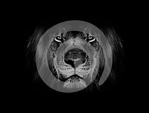 Lion face black and white wallpaper