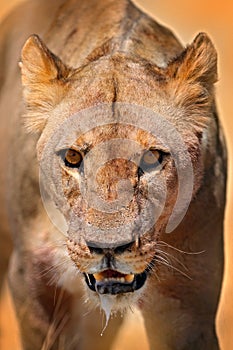 Lion face detail portrait. Panthera leo bleyenberghi. in Etocha NP, Namibia, Africa. Animal behavior in the nature habitat. Cats,