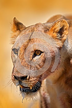 Lion face detail portrait. Panthera leo bleyenberghi. in Etocha NP, Namibia, Africa. Animal behavior in the nature habitat. Cats,