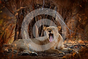 Lion face, open muzzle detail portrait. Panthera leo bleyenberghi, Mana Pools NP, Zimbabwe in Africa. Animal behavior in the