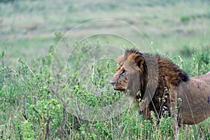 Lion face portrait, as it watches in the Masaai Mara Reserve in Kenya, Africa