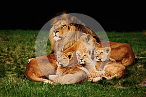 Lion family