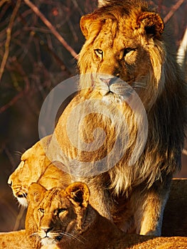 Lion family close together