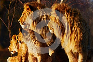 Lion family close together