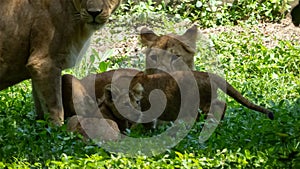 Lion Family Enjoying their Day!