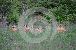 The lion family is lying in the grass, Tsavo East, Kenya