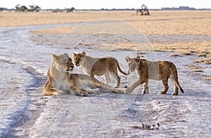 Lion family lying in the road