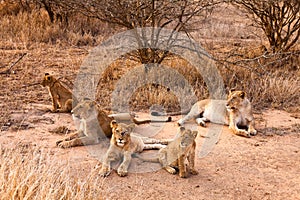 Lion family resting in the grass