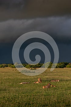 Lion family resting in green grass with storm clouds in background