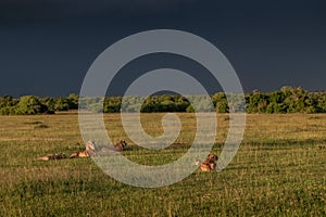 Lion family resting in green grass with storm clouds in background