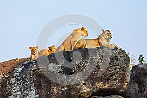 Lion family on rocks