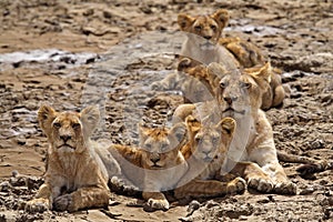 Lion family in the Serengeti