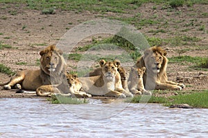 Lion, Family, Serengeti Plains, Tanzania, Africa