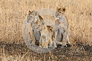 Lion family