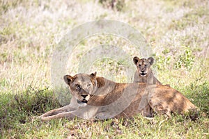 Lion family with their cubs. Kenya, Africa on a safari through the savannah of the national parks.