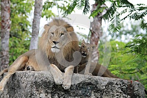 Lion family time together father and son