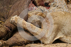 Lion feasting on buffalo