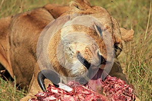 Lion Feeding on a Wildebeest