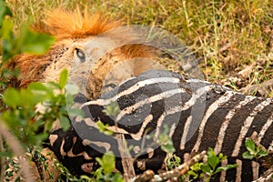 A lion feeding on a zebra kill at Ol Pejeta Conservancy in Nanyuki, Kenya