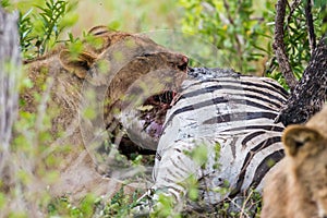 Lion feeding on Zebra in South Africa