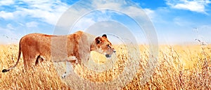 Lion female in the African savannah. Africa, Tanzania, Serengeti National Park. Banner design. Wild life of Africa.