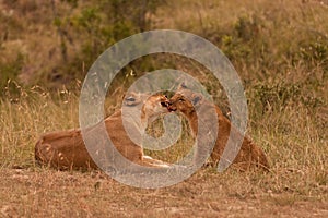 Lion female with baby