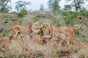 Lion female and cub playing in Zimanga Game Reserve