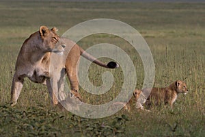 Lion, Female, Cubs, Serengeti Plains, Tanzania, Africa