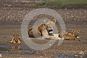 Lion, Female, Cubs, Serengeti Plains, Tanzania, Africa