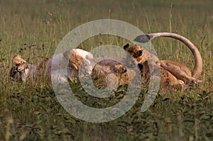 Lion, Female, Cubs, Serengeti Plains, Tanzania, Africa