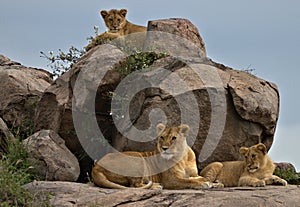 Lion, Female, Cubs, Serengeti Plains, Tanzania, Africa