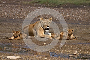 Lion, Female, Cubs, Serengeti Plains, Tanzania, Africa