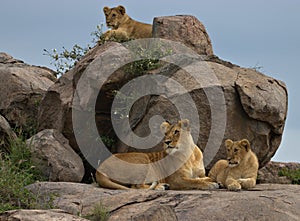 Lion, Female, Cubs, Serengeti Plains, Tanzania, Africa