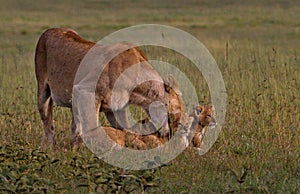 Lion, Female, Cubs, Serengeti Plains, Tanzania, Africa