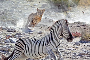 Lion female hunting zebra
