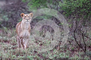 Lion female hunting in Zimanga Game Reserve