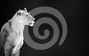 Lion female, lioness, Panthera leo,  portrait in black and white