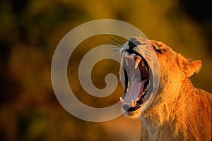 Lion female with open muzzle and big tooth. Beautiful evening sun. African lion, Panthera leo, detail portrait of big animal, even