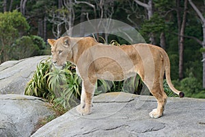 Lion Female Portrait