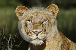 Lion female portrait, Botswana