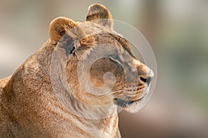 Lion female portrait close-up on blurred background