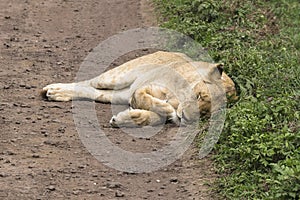 Lion female sleeping on the road