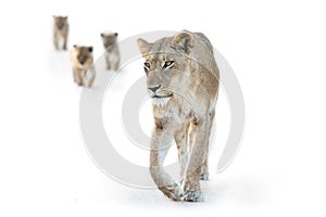 Lion female walking with three small cubs high key artistic conversion