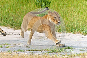 Lion fighting and playing in the Okavango Delta