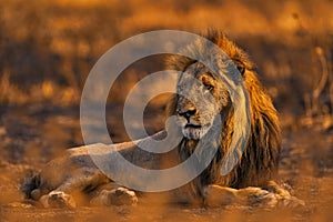 Lion, fire burned destroyed savannah. Animal in fire burnt place, lion lying in the black ash and cinders, Savuti, Chobe NP in