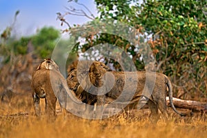 Lion, fire burned destroyed savannah. Animal in fire burnt place, lion lying in the black ash and cinders, Savuti, Chobe NP in